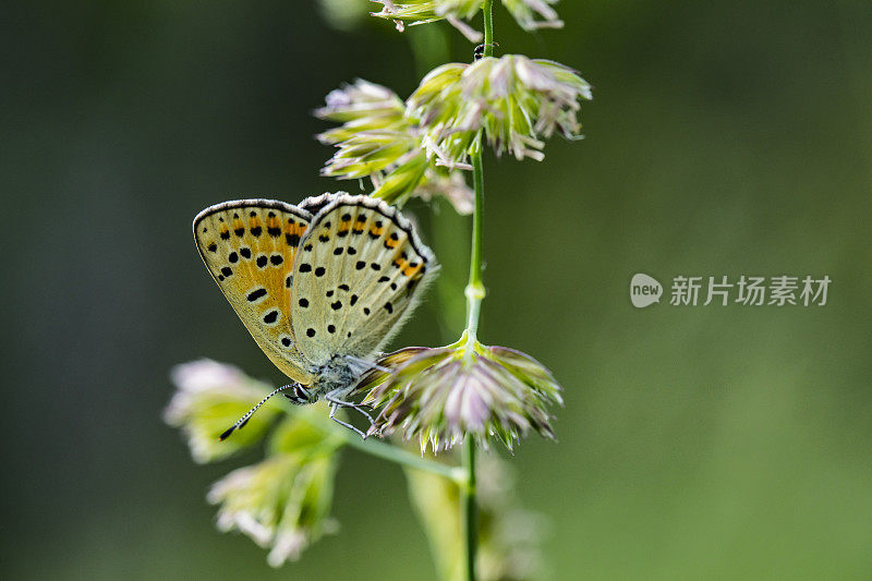 Aricia artaxerxes或Northern brown argus